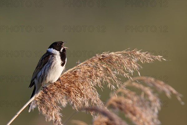 Reed bunting