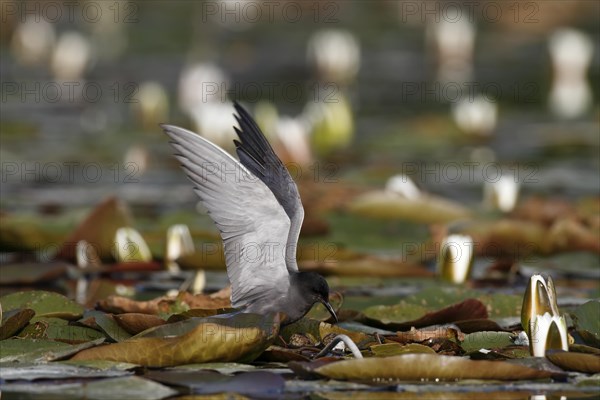 Black Tern