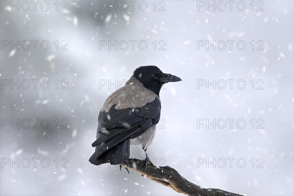 Hooded crow