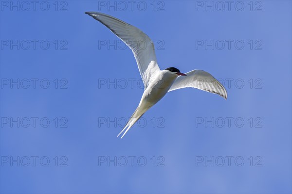 Arctic tern