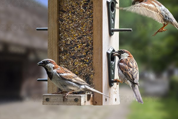 House sparrows