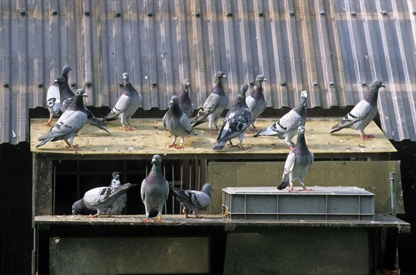 Homing pigeons