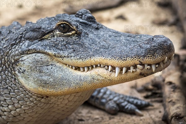 American alligator