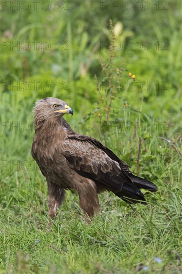 Lesser spotted eagle