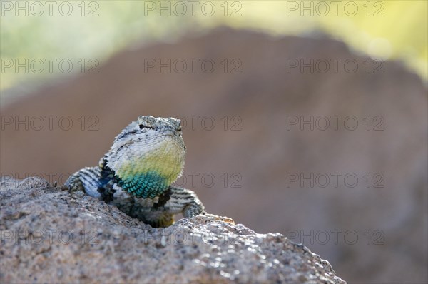 Close up of male desert spiny lizard