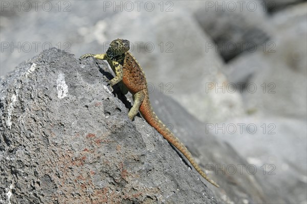 Espanola lava lizard