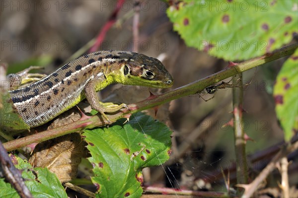 Western green lizard