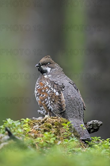 Hazel grouse