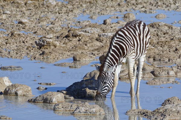 Burchell's zebra