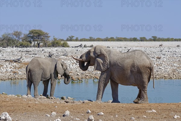 African bush elephants