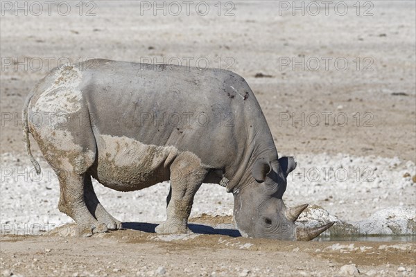 Black rhinoceros