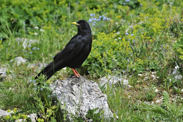 Alpine Chough