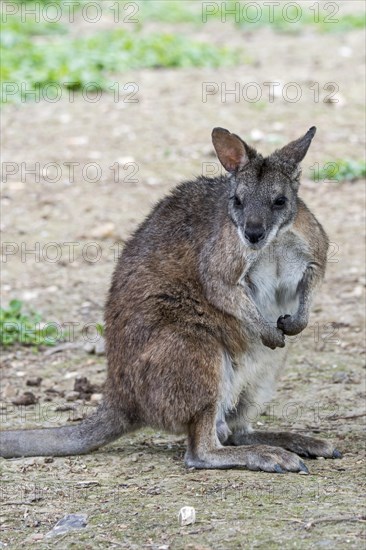 Parma wallaby