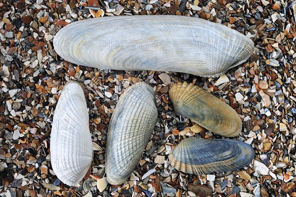 Pholadidae on beach showing Common piddock