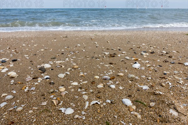 Complete and fragmented shells washed ashore on swash