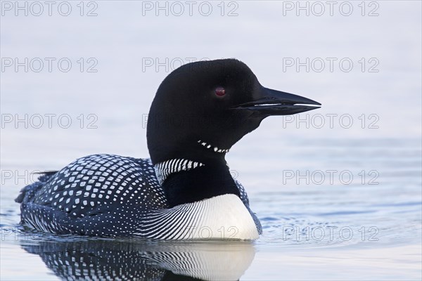 Common loon