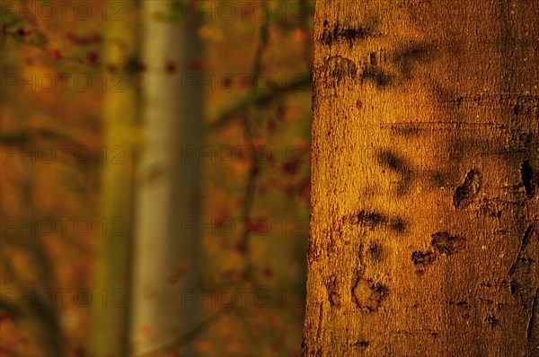 Close-up of sunlit beech tree trunk in autumn at sunset