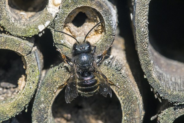 Blue mason bee