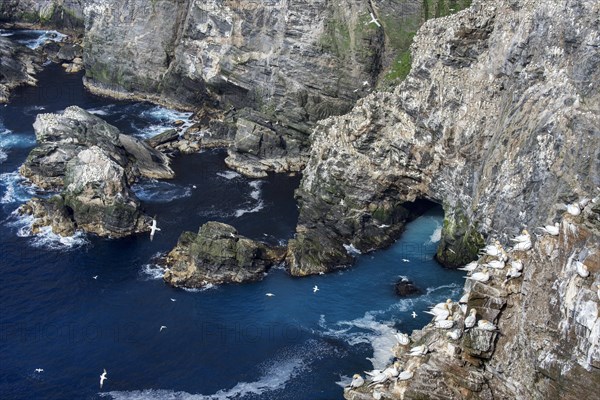 Spectacular coastline with Northern gannet