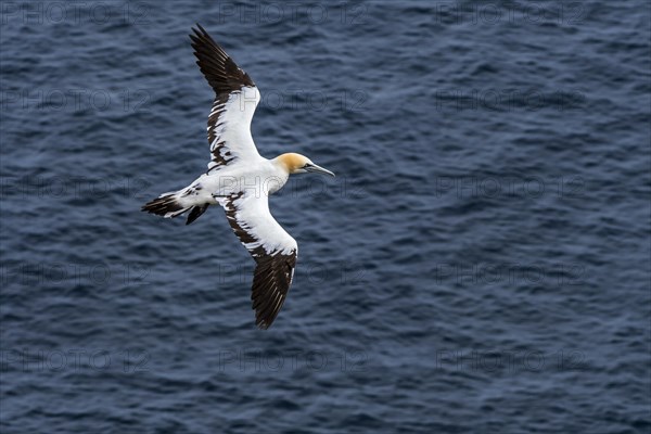 Immature Northern gannet