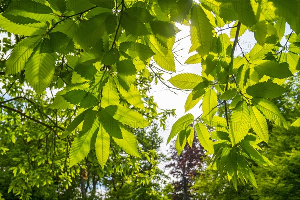 Sweet chestnut