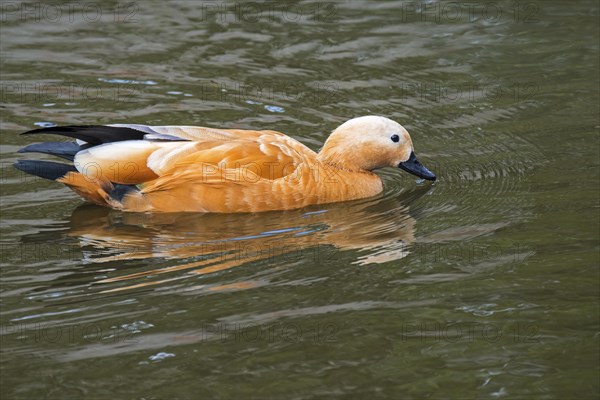 Ruddy shelduck