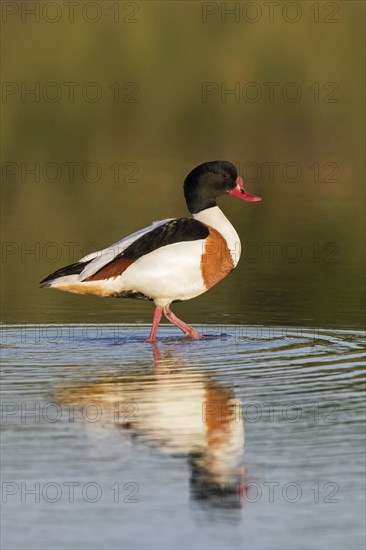 Reflection of male common shelduck