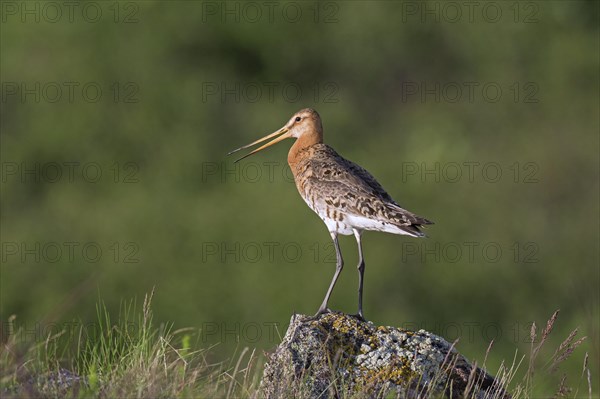 Black-tailed godwit