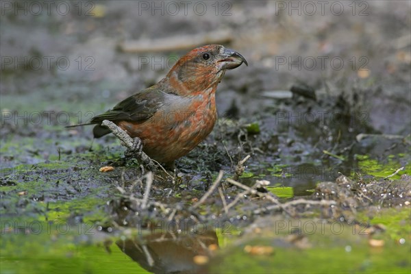 Red crossbill