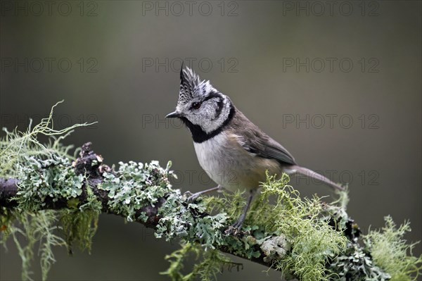 European crested tit