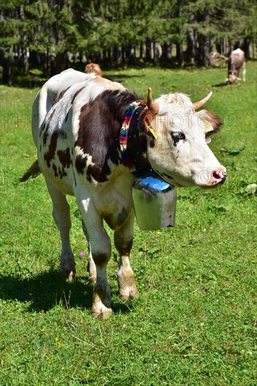 Grazing cow already carrying the big bell for the cattle seperation