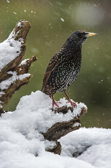 Common Starling