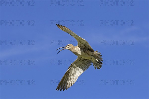 Eurasian whimbrel