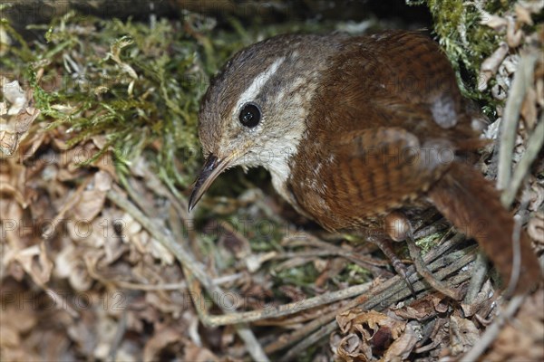 Eurasian wren