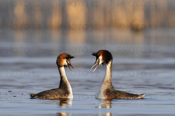 Great Crested Grebe