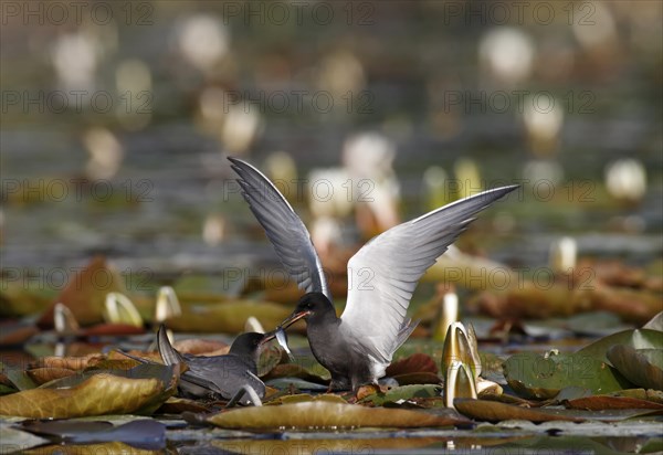 Black Tern