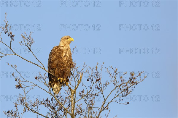 White-tailed eagle