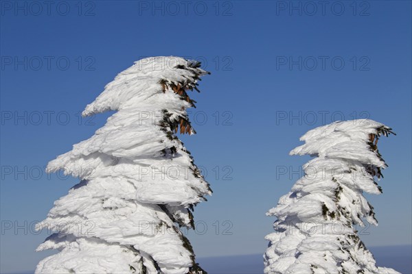 Frozen snow covered spruce trees after snowstorm in winter at Brocken