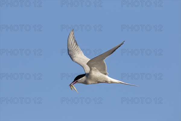 Arctic tern