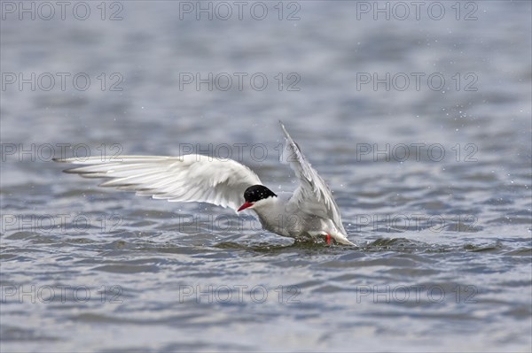 Arctic tern