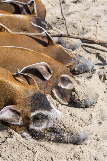 Close up of red river hogs