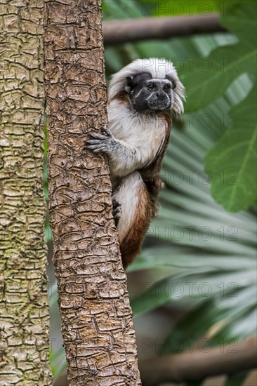 Cotton-top tamarin