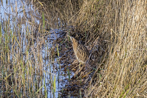 Eurasian bittern