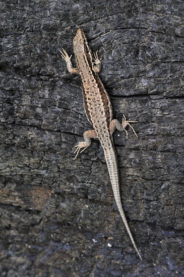 Common wall lizard