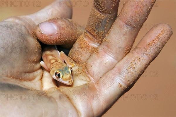 Namib sand gecko