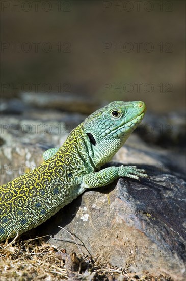 Close up of sunning Ocellated lizard