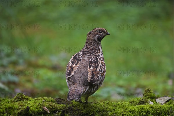 Hazel grouse