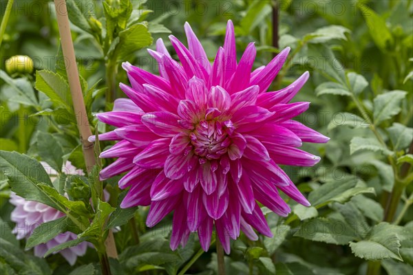 Semi-cactus dahlias