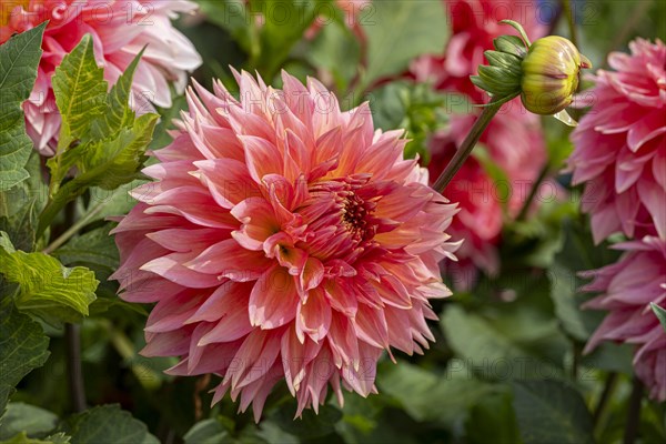 Decorative dahlia