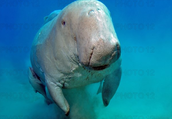 Close-up shot of manatee Fork-tailed manatee